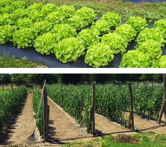 Vente directe de légumes les Landes (40)