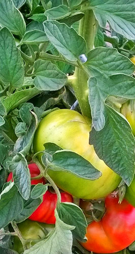 Vente directe de fruits et légumes dans les Landes