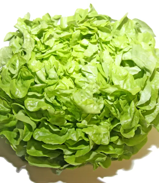 Salade Feuille de chêne verte