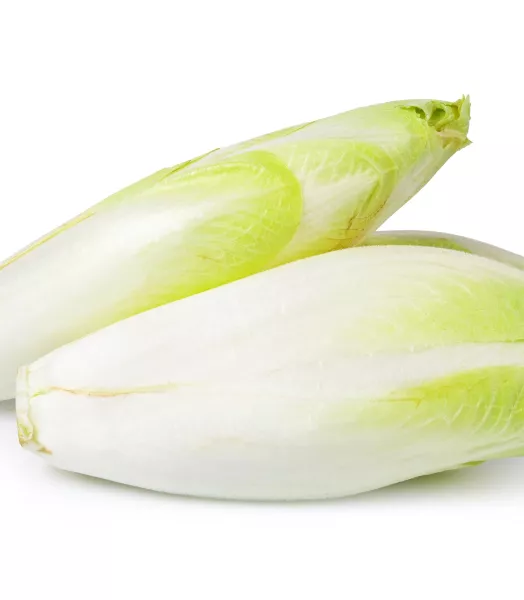 Endive Bio