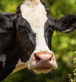 Vache Bio